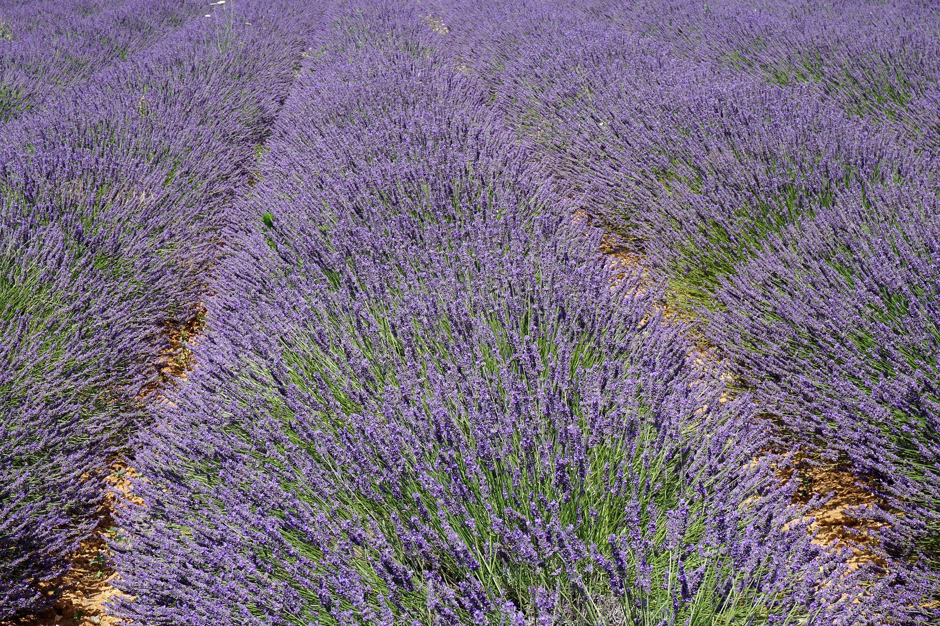 Lavanda - Provence.jpg