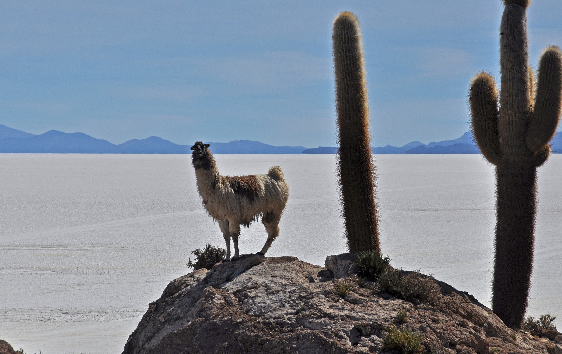 Lhama - Salar de Uyuni.jpg
