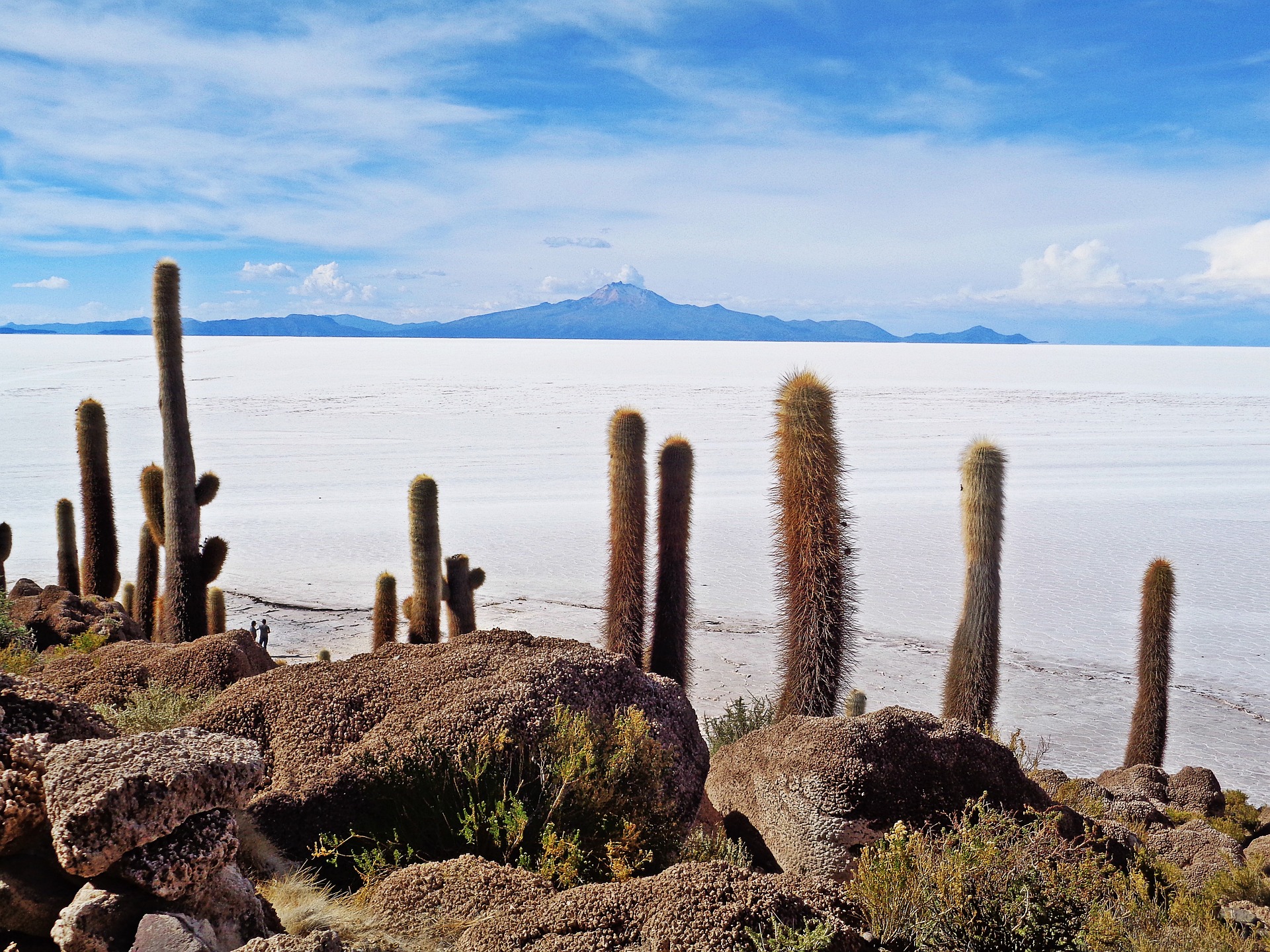 Cactos - Salar de Uyuni.jpg