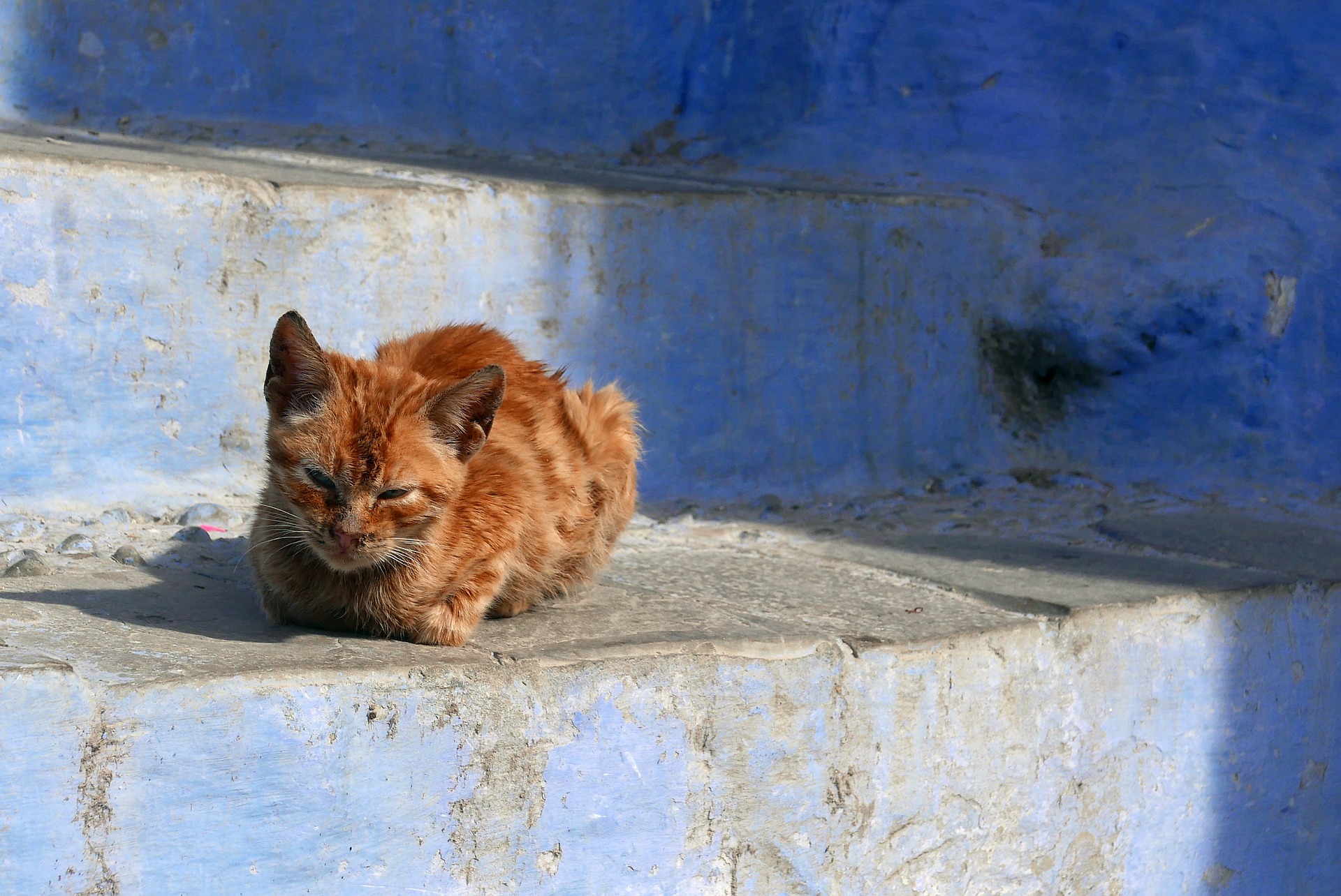 Gato - Marrocos.jpg