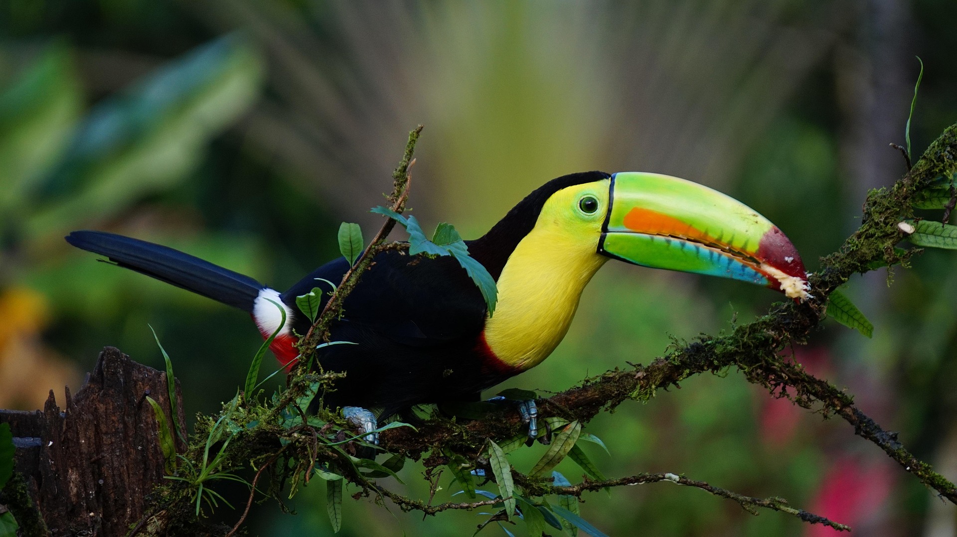 Tucano-bico - Costa Rica.jpg